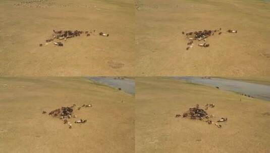 草原上围栏里的马群和绵羊高清在线视频素材下载