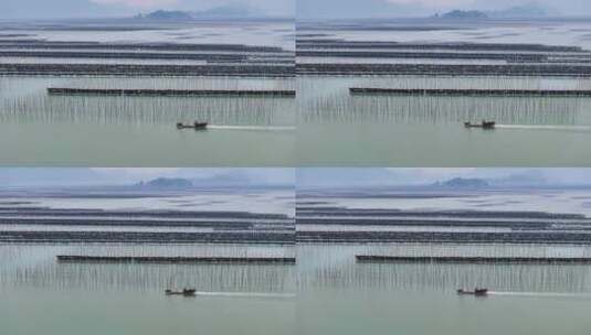 海洋养殖海带紫菜养殖业航拍福建霞浦高清在线视频素材下载