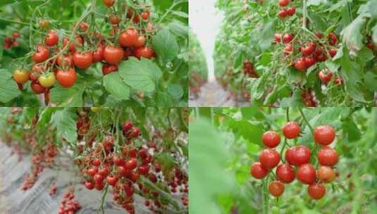 小番茄 西红柿 水果高清在线视频素材下载