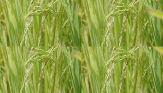 水稻阳光 快成熟的稻田高清在线视频素材下载