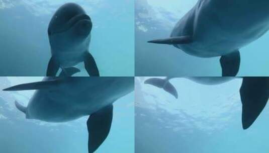 海豚游向镜头前特写高清在线视频素材下载