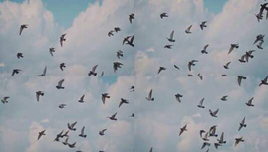 蓝天白天下飞翔的鸽群高清在线视频素材下载