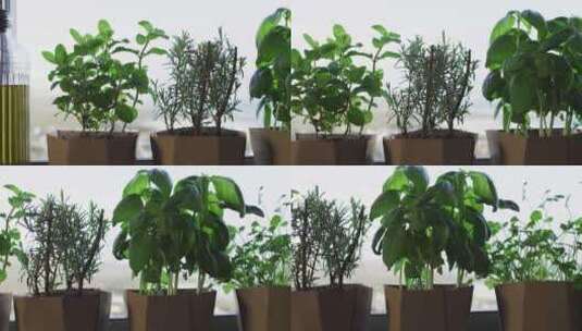 站在家里窗户上的草药和室内植物的视频高清在线视频素材下载