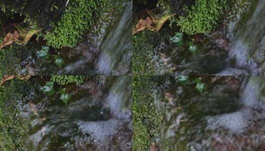 森林中的小溪高清在线视频素材下载