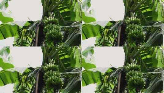 香蕉树，即将成熟的香蕉高清在线视频素材下载