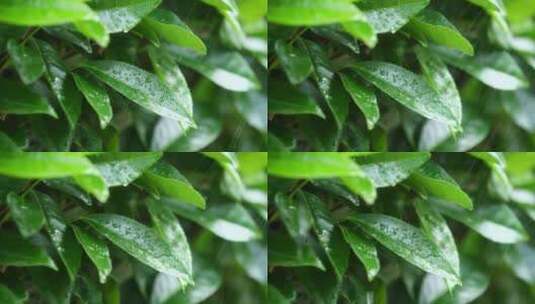 下雨天树叶雨水滴叶子茶树雨水雨滴茶叶特写高清在线视频素材下载