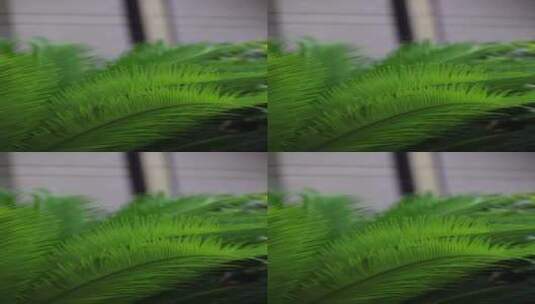 雨水落在绿叶上4k唯美升格慢镜 铁树 竖屏高清在线视频素材下载