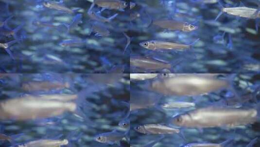水族馆的鱼高清在线视频素材下载