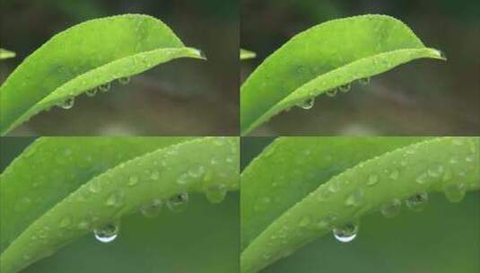 嫩嫩的绿叶上水滴特写高清在线视频素材下载
