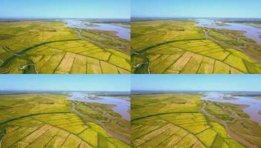 秋天黄河稻田航拍-黄河万亩稻田生态农业高清在线视频素材下载