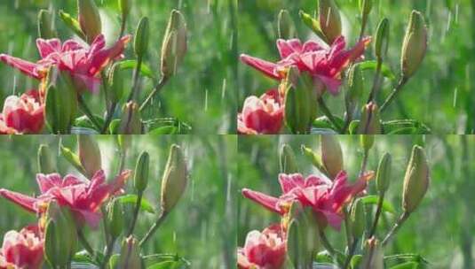 特写雨中花高清在线视频素材下载