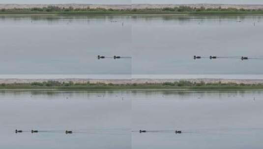 4k航拍黑河湿地水鸟高清在线视频素材下载