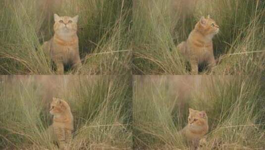 4k宠物小猫咪在户外草丛玩耍高清在线视频素材下载