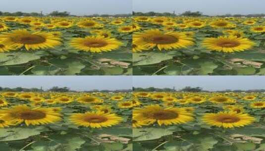 济南黄河北岸向日葵花盛开，引市民游玩打卡高清在线视频素材下载