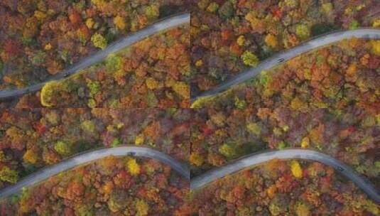 汽车驶过阳光明媚的秋日森林的天线高清在线视频素材下载
