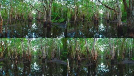 湿地中美丽的沼泽森林高清在线视频素材下载