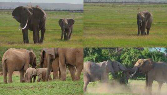 [合集]大象小非洲象泰国高清在线视频素材下载