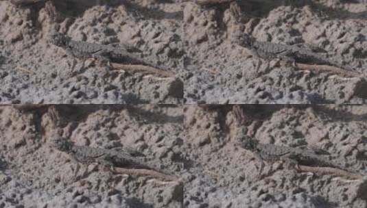 4K视频素材戈壁滩沙漠中的蜥蜴高清在线视频素材下载
