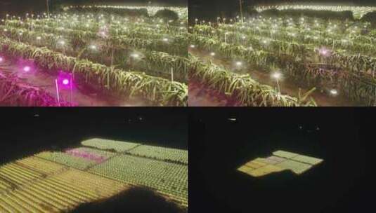 广东雷州火龙果种植园夜晚补光技术高清在线视频素材下载
