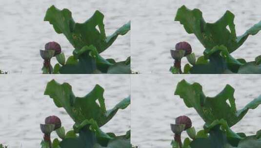 荷花池塘里的荷叶莲子高清在线视频素材下载