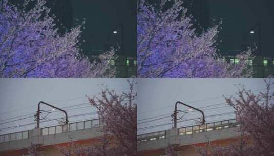 上海虹口体育场樱花与地铁高清在线视频素材下载