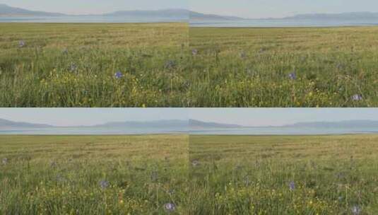 夏天新疆赛里木湖畔的野花高清在线视频素材下载