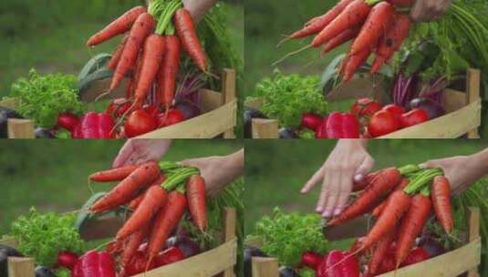 胡萝卜和新鲜蔬菜高清在线视频素材下载
