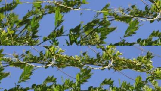 植物叶子绿叶枝叶空镜风景大自然树叶阳光高清在线视频素材下载