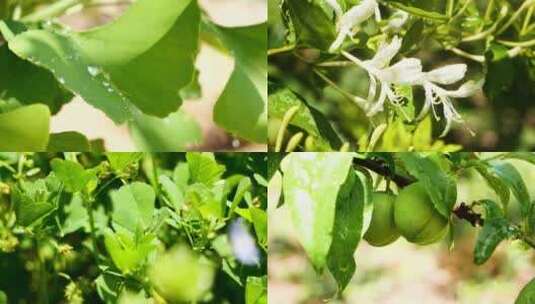 花草 大自然 雨后清晨 阳光树叶高清在线视频素材下载