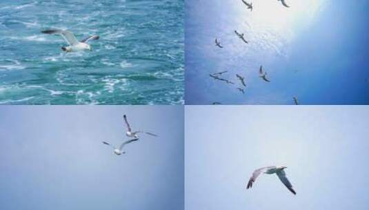 海鸥 海鸟 飞翔 海鸥飞翔高清在线视频素材下载