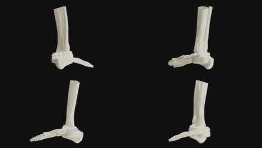 踝关节由三块骨头组成的3D动画|阿尔法频高清在线视频素材下载