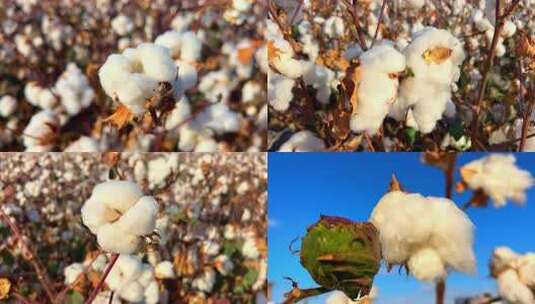 新疆棉花丰收视频 棉花采收特写 棉花航拍高清在线视频素材下载