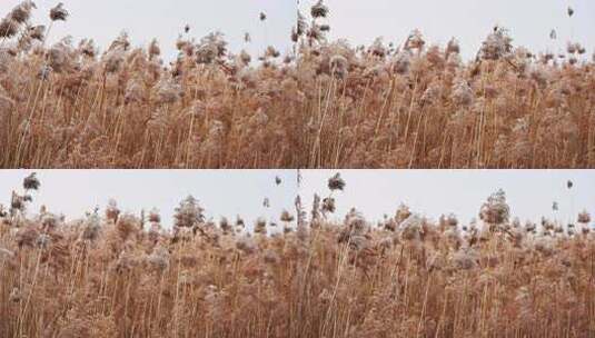 秋天枯黄的芦苇随风摇摆高清在线视频素材下载