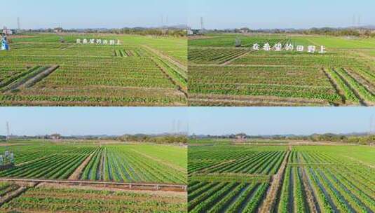 航拍冬季白昼乡村土地农业生态种植场景高清在线视频素材下载