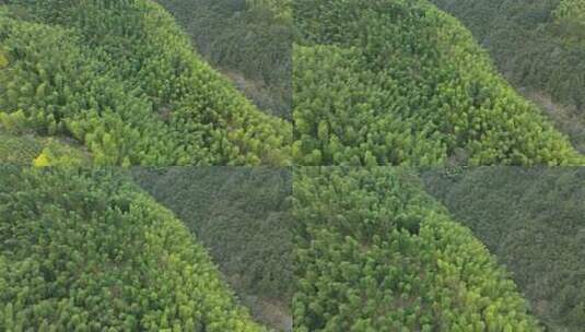 大山上的绿色竹林风景高清在线视频素材下载