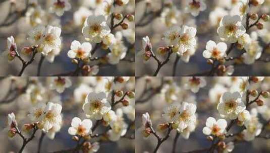 春天阳光下梅花盛开，蜜蜂在梅花花丛中飞舞高清在线视频素材下载