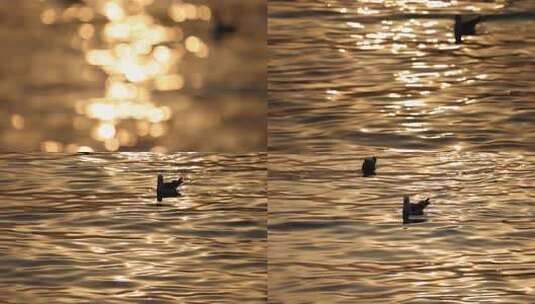 水面金色光斑特写高清在线视频素材下载