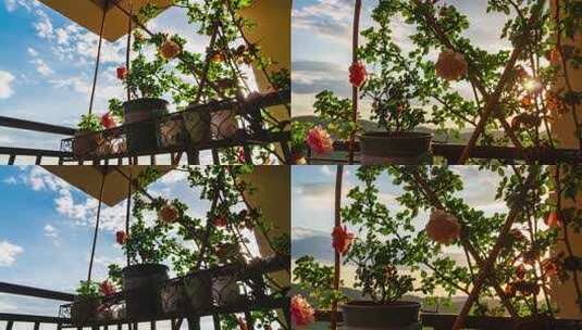 阳台盆栽花卉与蓝天白云高清在线视频素材下载