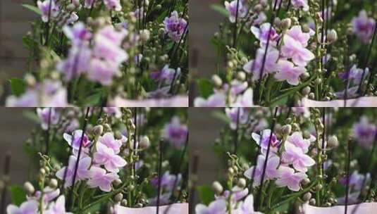 蝴蝶兰 兰花 花朵 观赏花 卉漂亮的花朵高清在线视频素材下载