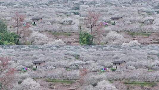 福州永泰青梅花航拍（葛岭万石村）2高清在线视频素材下载