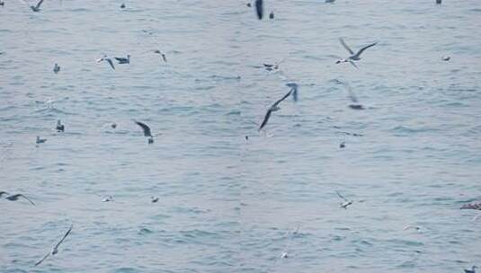大海海面飞翔的海鸥高清在线视频素材下载