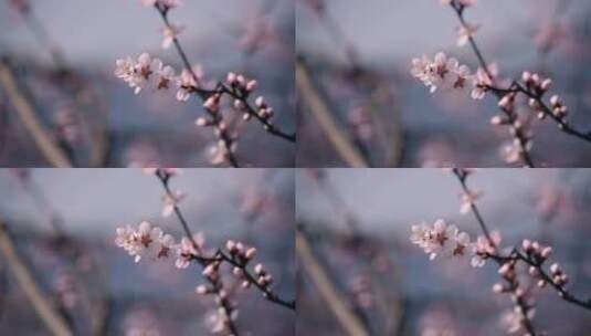 春天田野里盛开的桃花高清在线视频素材下载