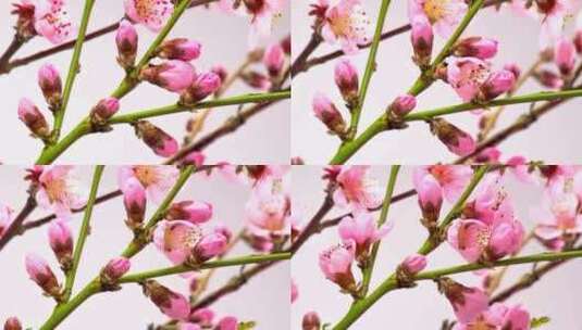 3722_粉红色的花开在绿色的树枝上高清在线视频素材下载