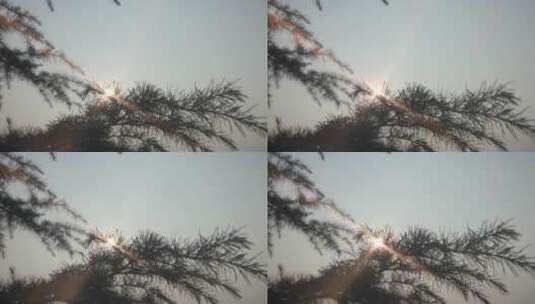 阳光树太阳高清在线视频素材下载