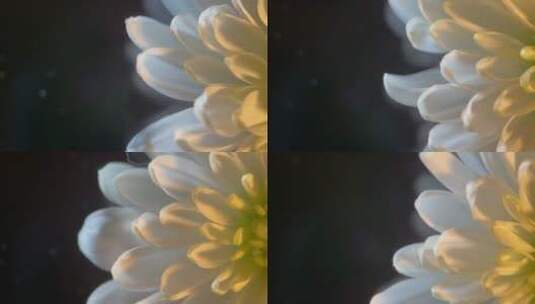 菊花清明鲜花花卉微距特写黑场背景4k (6)高清在线视频素材下载