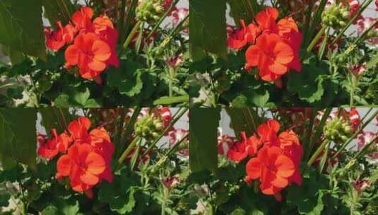 夏末盛开的花朵高清在线视频素材下载