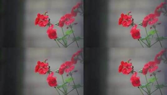 盛开的红色花朵特写镜头高清在线视频素材下载