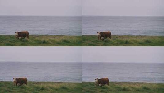 牛在草原上吃草高清在线视频素材下载