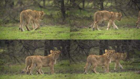 肯尼亚灌木丛中的小狮子高清在线视频素材下载