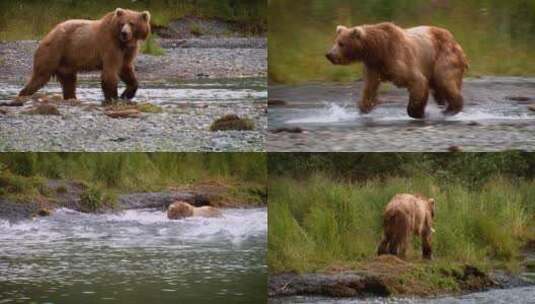 棕熊在小溪里捕鱼高清在线视频素材下载
